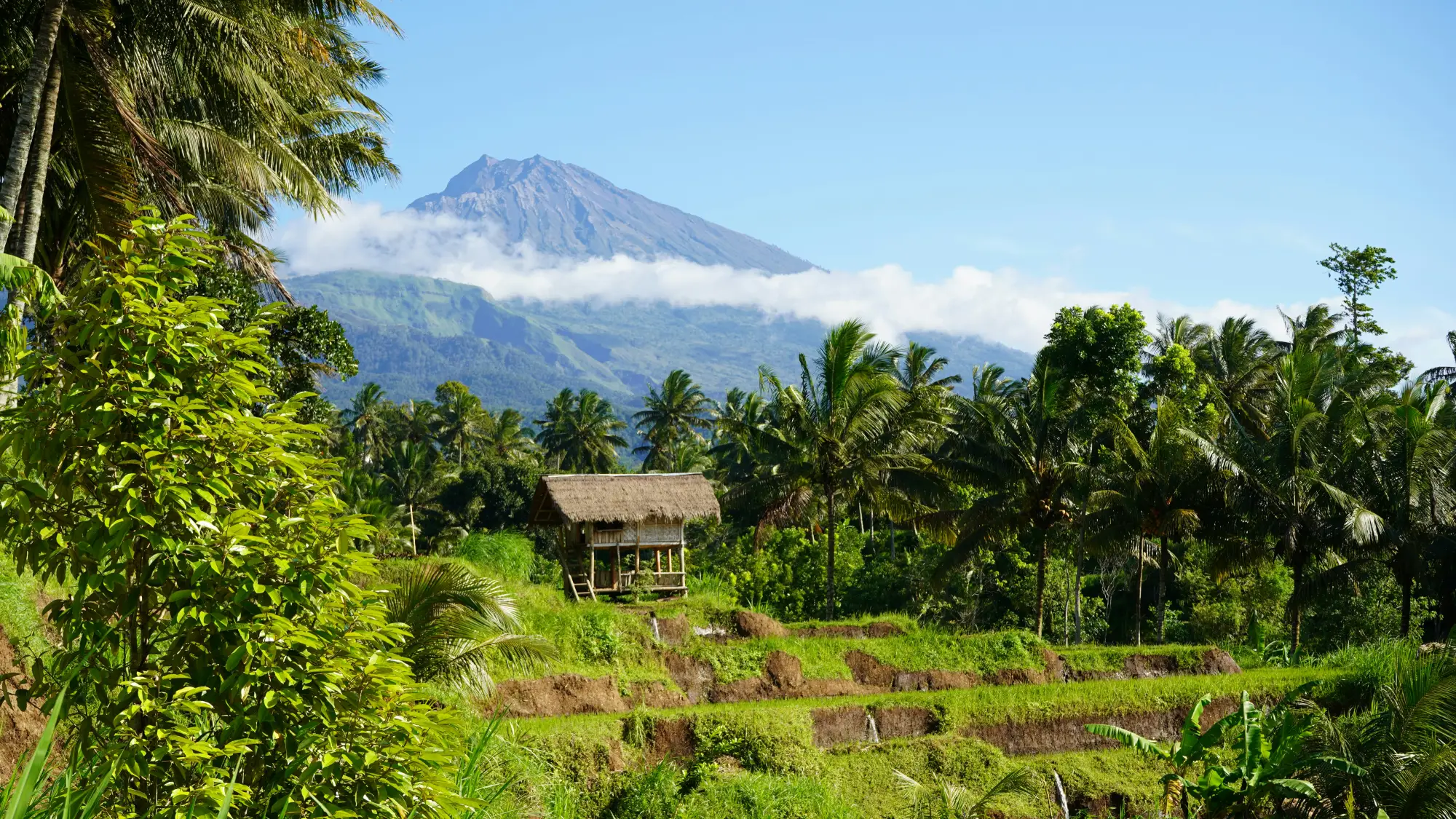Tete Batu rice terrace soft trekking and black monkey forest Lombok tour